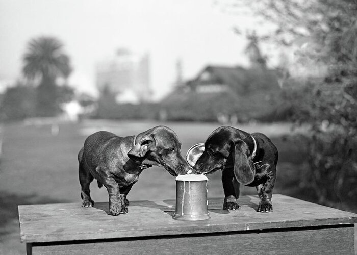 Photography Greeting Card featuring the photograph 1890s Two Dachshund Puppies Lapping by Vintage Images