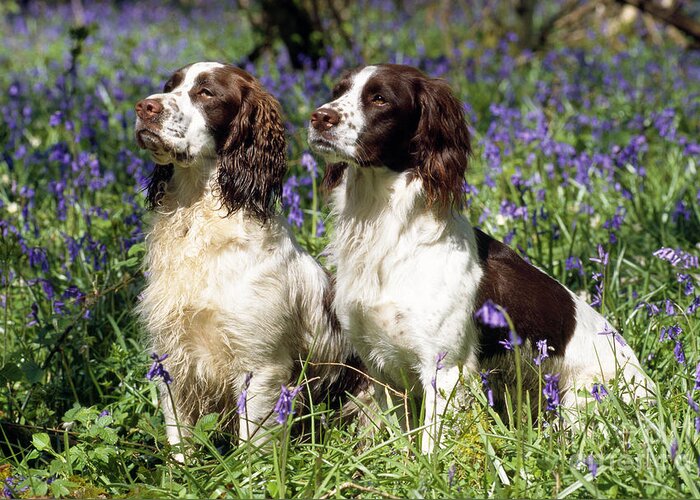 Dog Greeting Card featuring the photograph English Springer Spaniel #19 by John Daniels