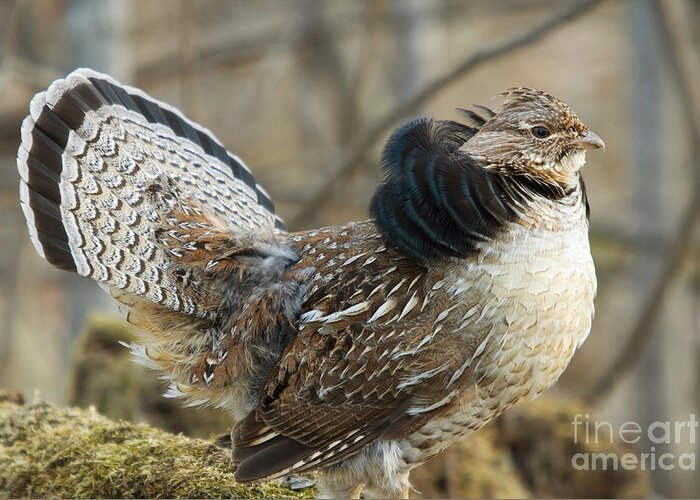 Ruff Grouse Greeting Card featuring the photograph Ruffed Grouse Courtship Display #19 by Linda Freshwaters Arndt