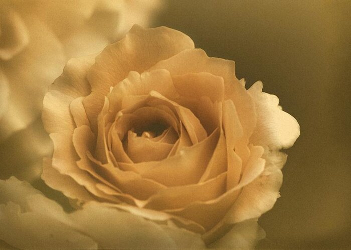 Rose Greeting Card featuring the photograph Vintage Rose #19 by Richard Cummings
