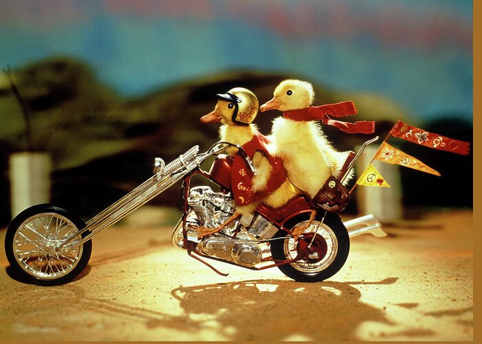 Photography Greeting Card featuring the photograph 1990s Two Baby Ducklings Riding by Vintage Images