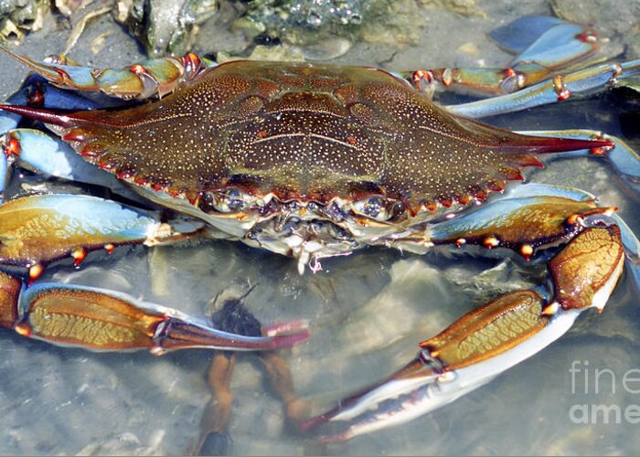 Nature Greeting Card featuring the photograph Adult Male Blue Crab #2 by Millard H. Sharp