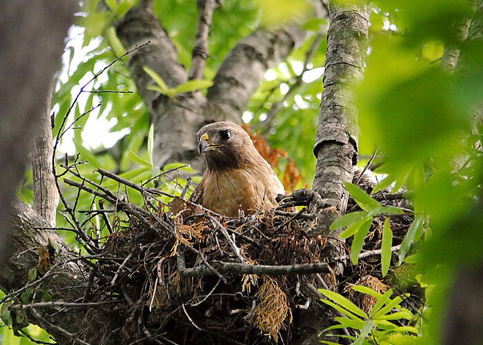 Red Shouldered Hawk Greeting Card featuring the photograph Adult Red Shouldered Hawk #2 by Jai Johnson