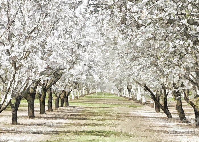 Almonds Greeting Card featuring the photograph Almond Orchard by Kathleen Gauthier