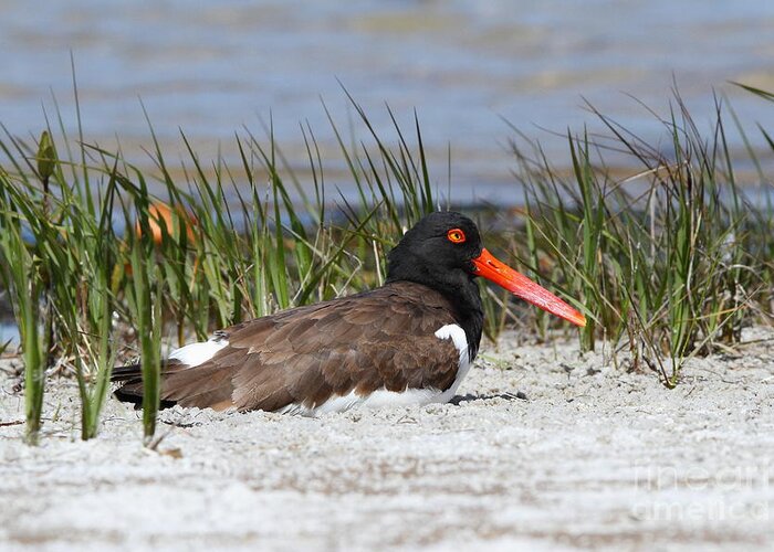 Oystercatcher Greeting Card featuring the photograph American Oystercatcher #2 by Jennifer Zelik