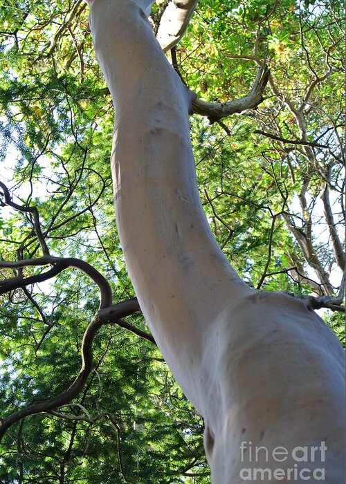  Greeting Card featuring the photograph Arbutus by Sharron Cuthbertson