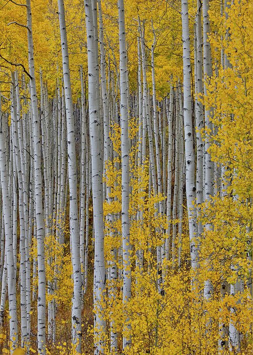 Aspen Greeting Card featuring the photograph Aspen Grove In Glowing Golden Colors #2 by Darrell Gulin