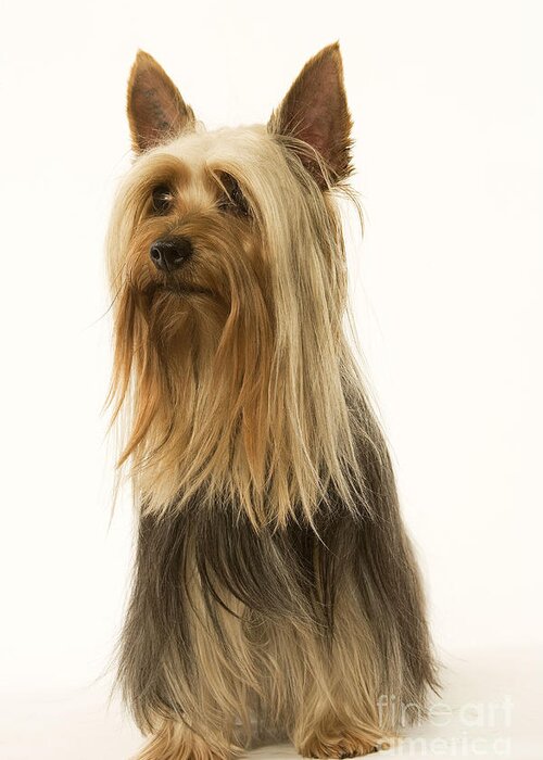 silky terrier for sale