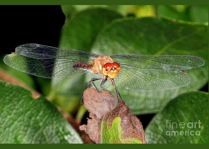 Dragonflies Greeting Card featuring the photograph Balancing Act by Geoff Crego