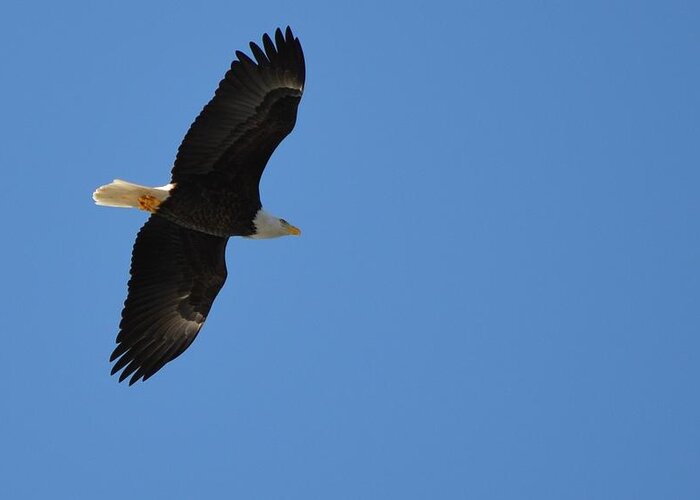 Bald Eagle Greeting Card featuring the photograph Bald Eagle #2 by James Petersen