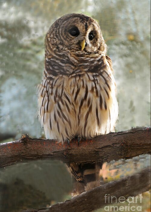 Bird Greeting Card featuring the photograph Barred Owl #2 by Dennis Hammer