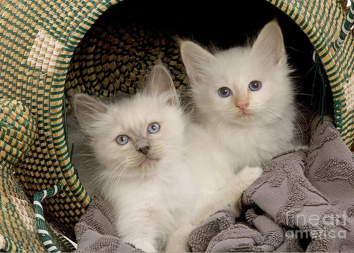 Cat Greeting Card featuring the photograph Birman Kittens #2 by Jean-Michel Labat