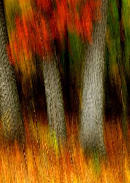 Woods Greeting Card featuring the photograph Blazing in the Woods #2 by Randy Pollard