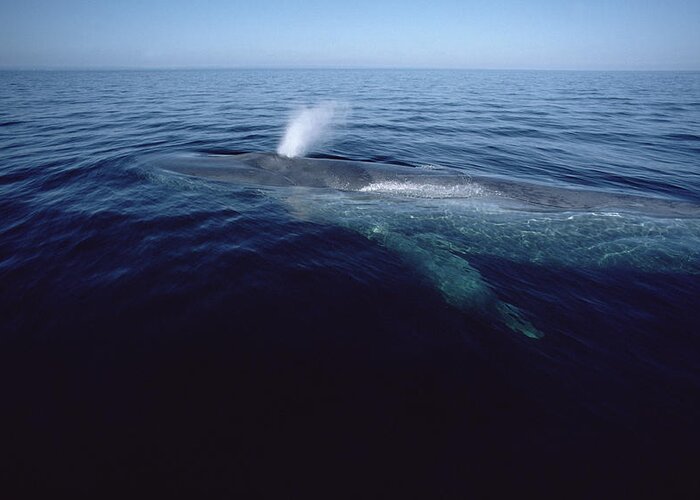 Feb0514 Greeting Card featuring the photograph Blue Whale Spouting Sea Of Cortez Mexico #2 by Flip Nicklin