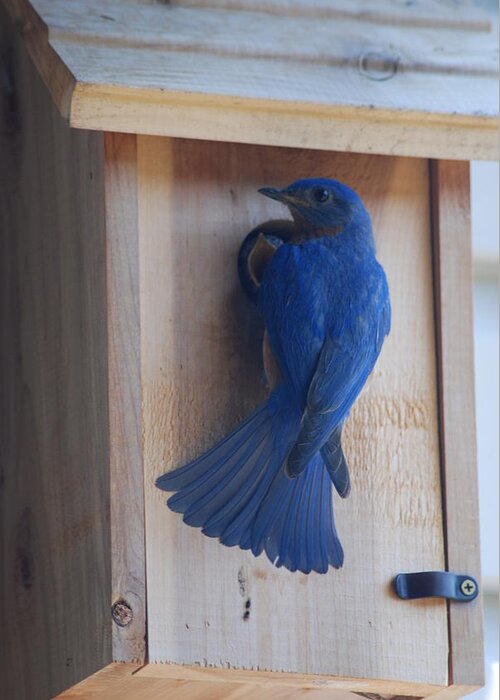 Bird Greeting Card featuring the photograph Bluebird of Happiness #2 by Kenny Glover