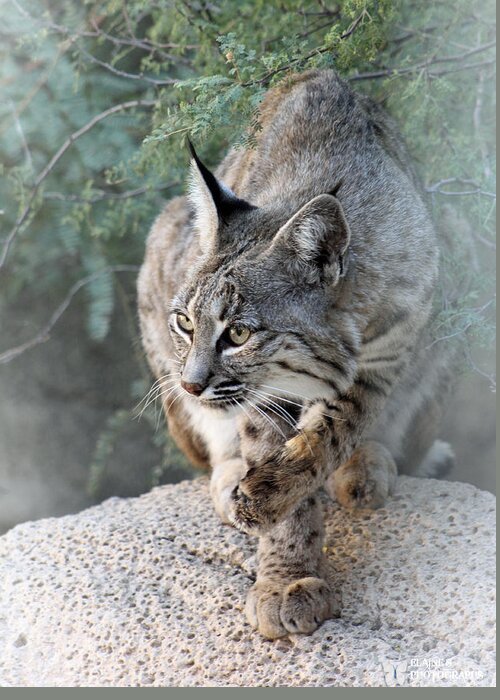 Bobcat Greeting Card featuring the photograph I Was Grooming by Elaine Malott