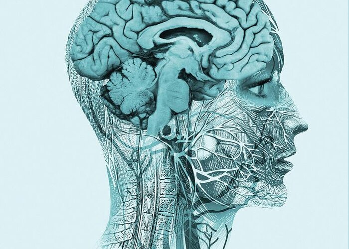 People Person Persons Greeting Card featuring the photograph Brain Anatomy #2 by Mehau Kulyk/science Photo Library