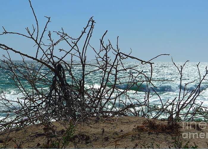 Branches Greeting Card featuring the photograph Branches at beach by Nora Boghossian