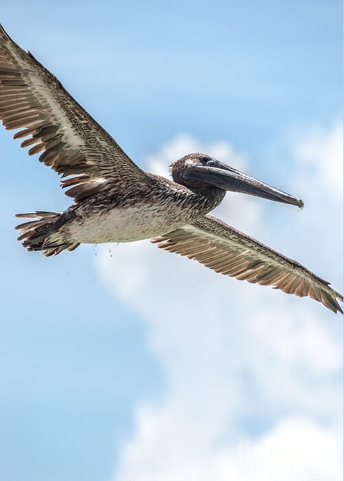 Pelican Greeting Card featuring the photograph Brown Pelican #2 by Amel Dizdarevic
