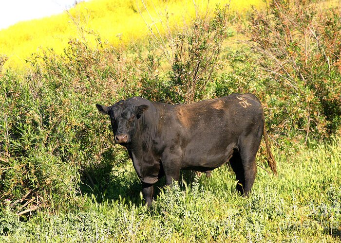 Agriculture Greeting Card featuring the photograph Bull #2 by Henrik Lehnerer
