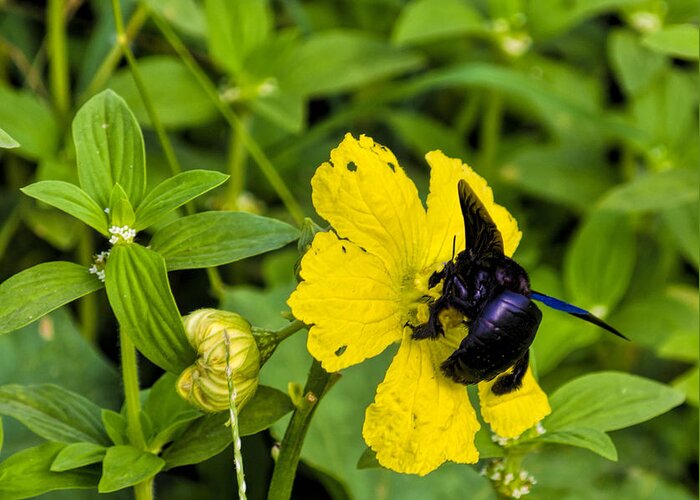Bumblebee Greeting Card featuring the photograph Bumblebee on flower #2 by Geet Anjali