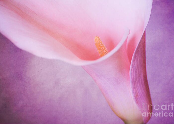 Beautiful Greeting Card featuring the photograph Calla #2 by Hannes Cmarits