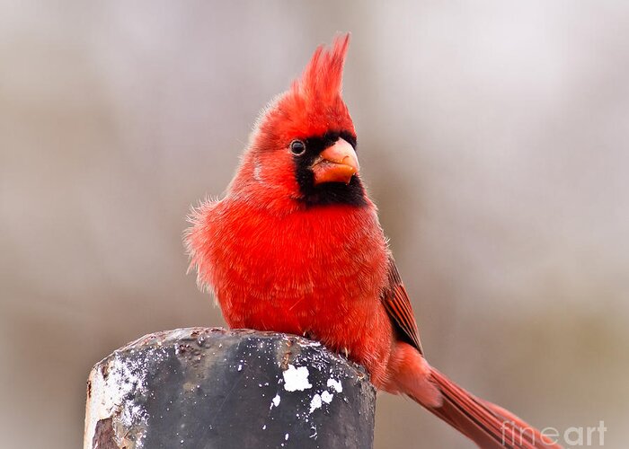 Wildlife Greeting Card featuring the photograph Cardinal by Robert Frederick