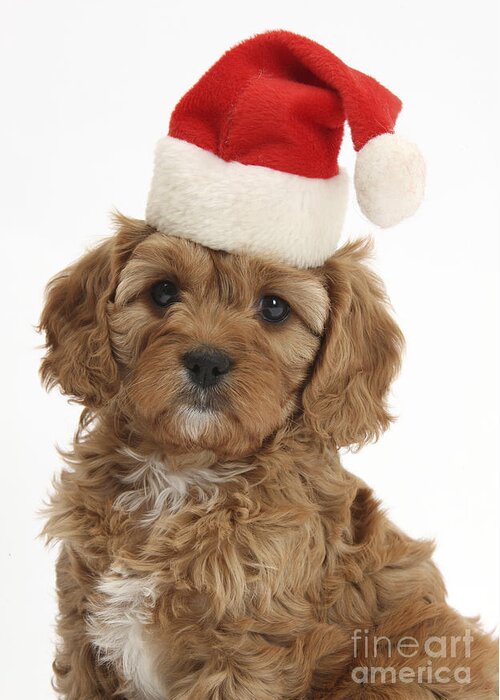 Ed Cavapoo Pup Greeting Card featuring the photograph Cavapoo Puppy In Christmas Hat #2 by Mark Taylor