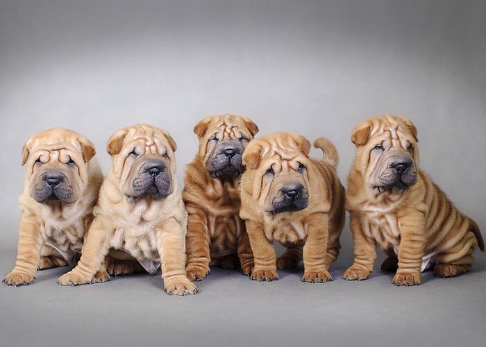 Chinese Shar Pei Puppies Portrait Greeting Card For Sale By Waldek