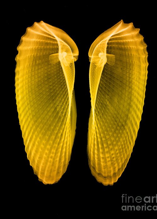 Angelwing Clam Greeting Card featuring the photograph Clam Shells X-ray #2 by Bert Myers