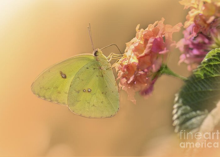 Clouded Sulphur Butterfly Greeting Card featuring the photograph Clouded Sulphur Butterfly #2 by Betty LaRue