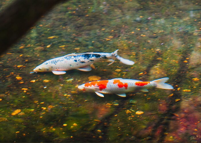 Carp Greeting Card featuring the photograph Colored Carp in Fall Pond #2 by Hisao Mogi