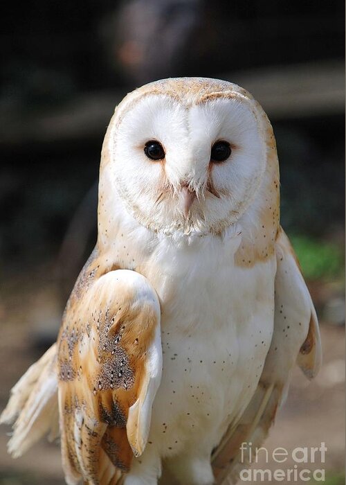 Common Greeting Card featuring the photograph Common Barn Owl #2 by David Fowler