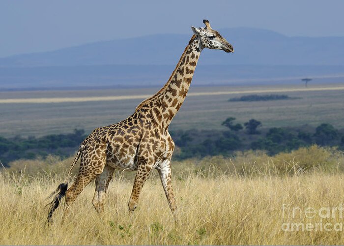 Africa Greeting Card featuring the photograph Common Giraffe #2 by John Shaw