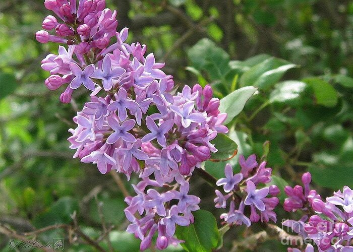 Common Purple Lilac Greeting Card featuring the painting Common Purple Lilac #1 by J McCombie