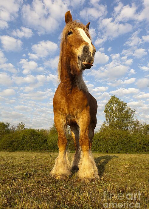 Comtois Greeting Card featuring the photograph Comtois Horse #1 by M Watson