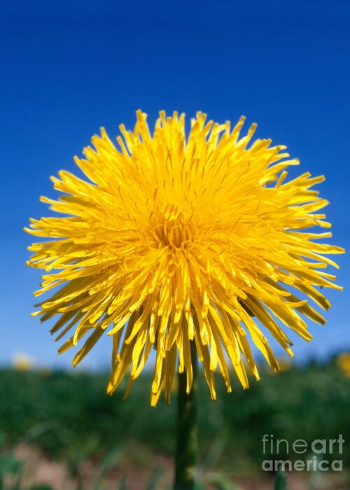 Angiosperm Greeting Card featuring the photograph Dandelion Flowers #2 by Hans Reinhard