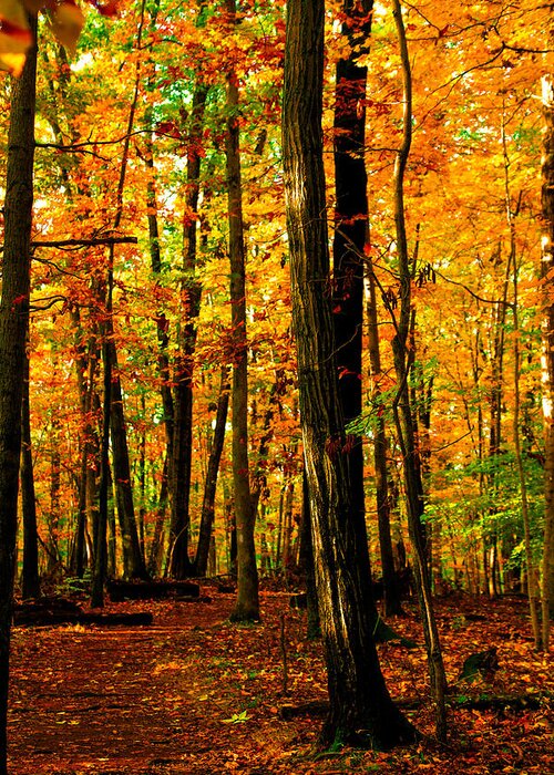 Autumn Greeting Card featuring the photograph Delicious Autumn #2 by Mitch Cat