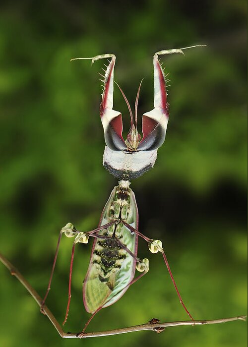 Thomas Marent Greeting Card featuring the photograph Devils Praying Mantis In Defensive #2 by Thomas Marent