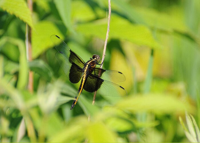 Dragonfly Greeting Card featuring the photograph Dragon #2 by David Armstrong