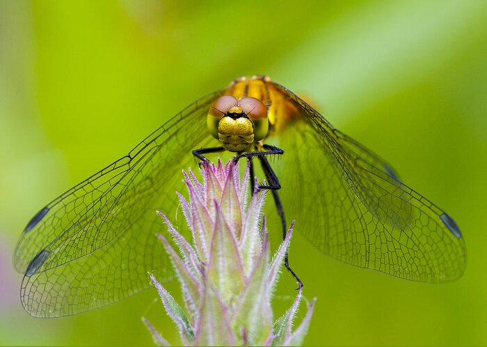 Dragonfly Greeting Card featuring the photograph Dragonfly #2 by Chris Smith