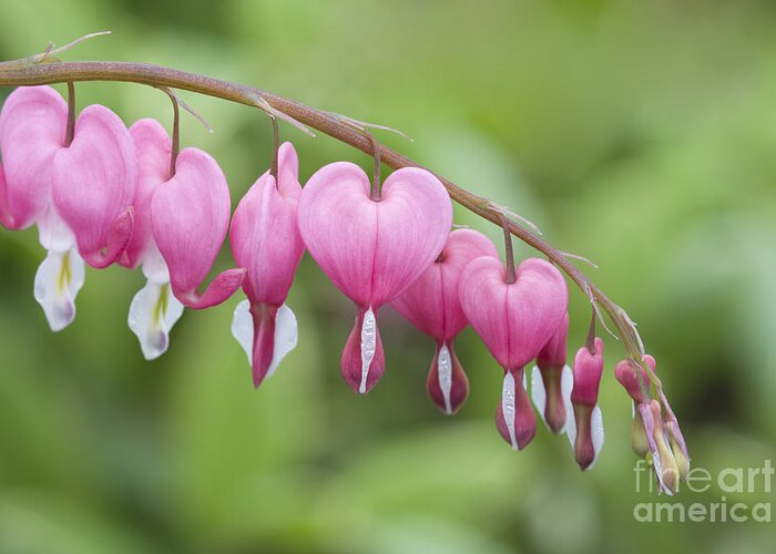 Bleeding Hearts Greeting Card featuring the photograph Hang in There by Patty Colabuono