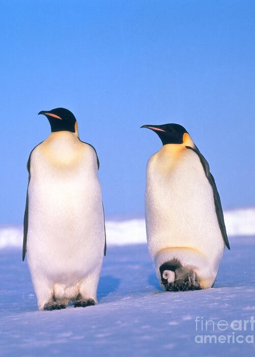 Penguin Greeting Card featuring the photograph Emperor Penguin Aptenodytes Forsteri #2 by Hans Reinhard