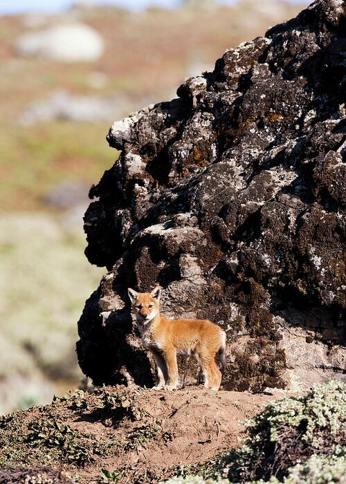 Abyssinia Greeting Card featuring the photograph Ethiopian Wolf (canis Simensis #2 by Martin Zwick