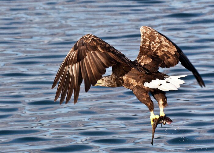 White_tailed Eagle Greeting Card featuring the photograph European Fishing Sea Eagle 4 by Heiko Koehrer-Wagner