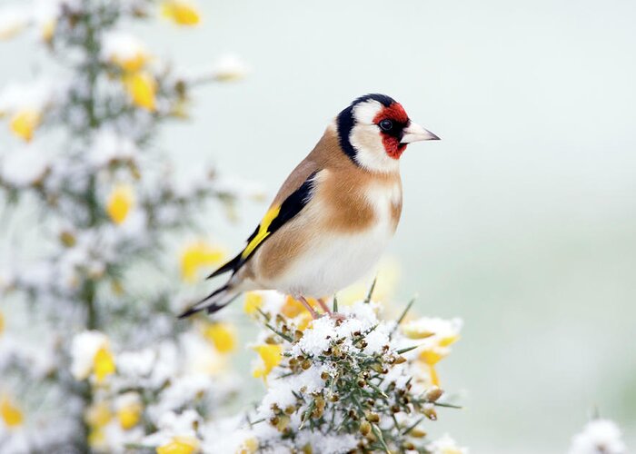 European Goldfinch Greeting Card featuring the photograph European Goldfinch #2 by John Devries/science Photo Library