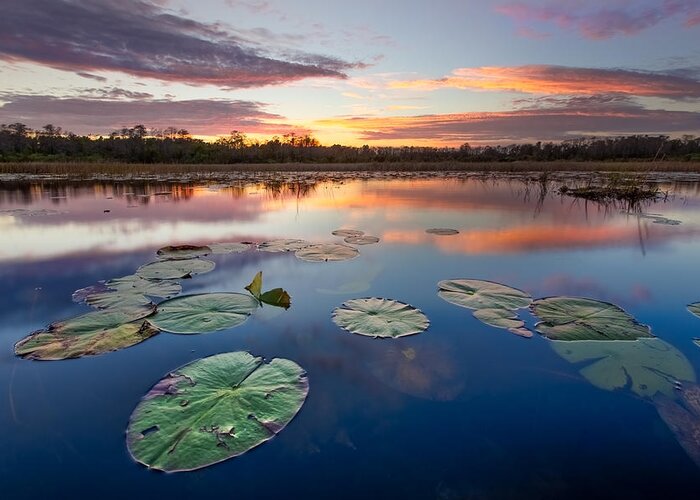 Clouds Greeting Card featuring the photograph Everglades at Sunset by Debra and Dave Vanderlaan
