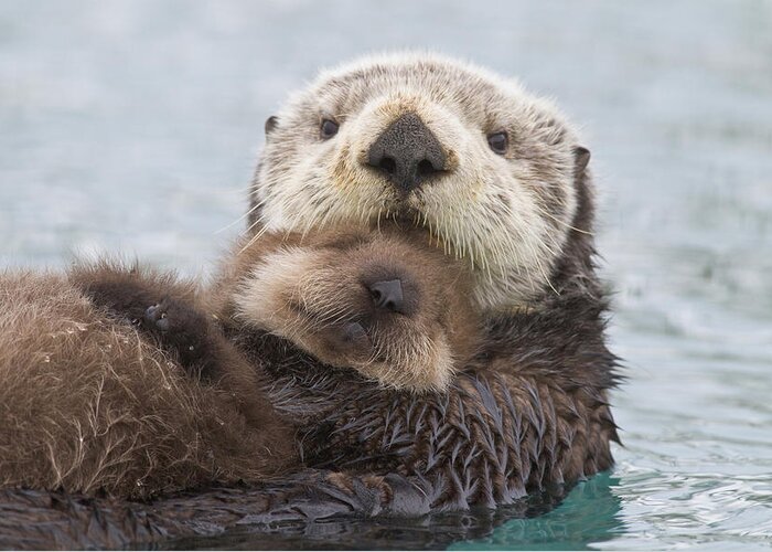 Day Greeting Card featuring the photograph Female Sea Otter Holding Newborn Pup by Milo Burcham