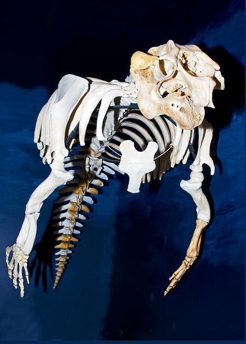 Nature Greeting Card featuring the photograph Florida Manatee Skeleton #3 by Millard H Sharp