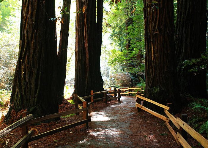 Usa Greeting Card featuring the photograph Giant Redwoods by Aidan Moran